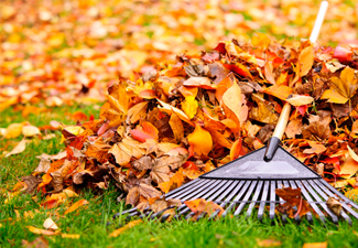 Clean Ups & Leaf Removal