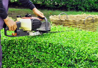 Shrub & Tree Trimming