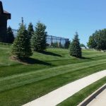 Mowing Stripes