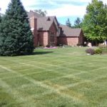Mowed lawn with evergreen trees