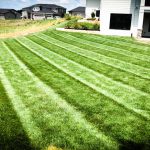 Freshly striped lawn