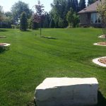 Mowed lawn with mulched tree rings and a boulder