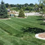 Striped lawn with evergreens and mulched tree rings