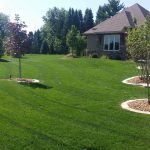 Mowed lawn with mulched tree rings